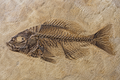 Fossil Tour